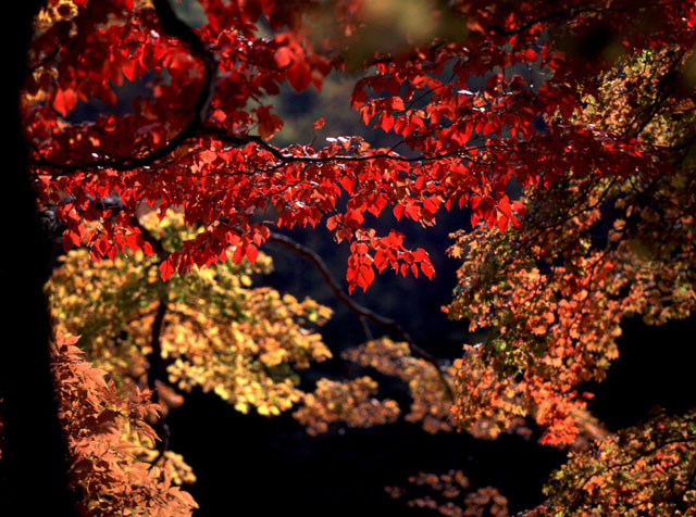 CX1636y200102407b.jpg (130997 oCg)