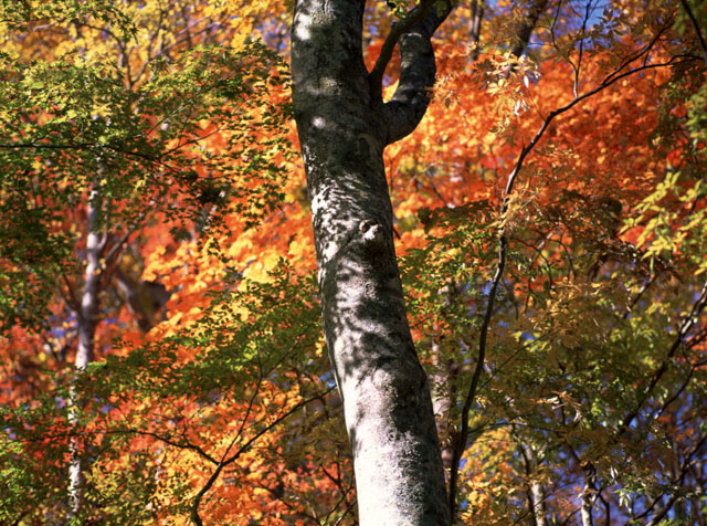 CX1637y200102408b.jpg (169561 oCg)
