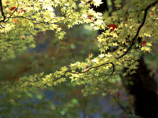 CX1638y200102413b.jpg (91619 oCg)