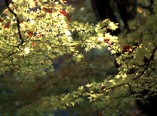 CX1638y200102414b.jpg (110589 oCg)