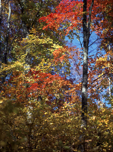 CX1639y200102416b.jpg (173248 oCg)