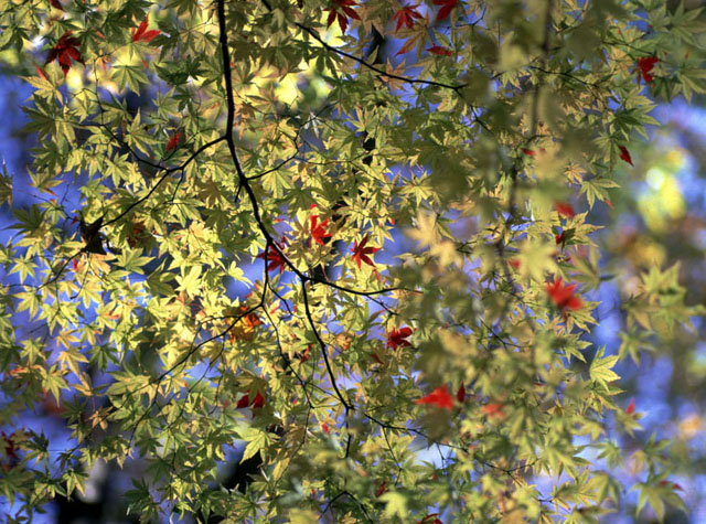 CX1640y200102407b.jpg (151020 oCg)