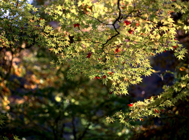 CX1640y200102416b.jpg (125989 oCg)