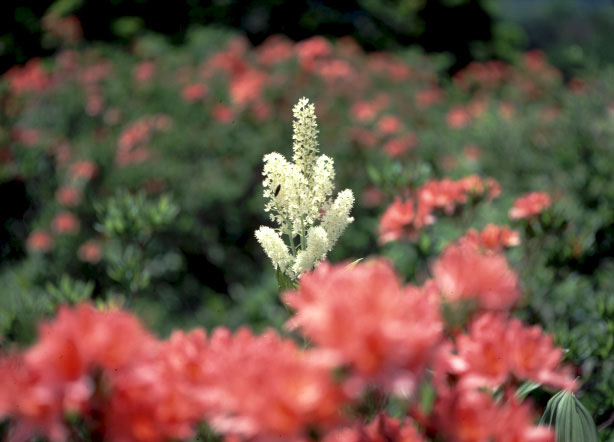 CX4426062012B.jpg (48879 oCg)
