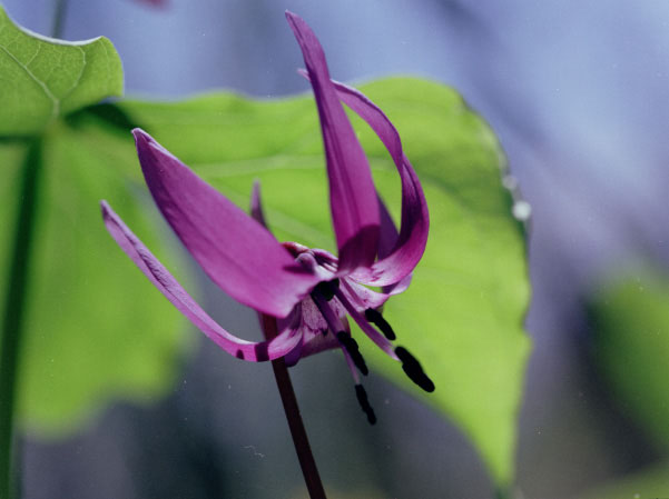 CX990502b03B.jpg (36347 oCg)