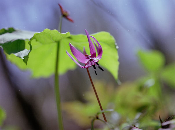 CX990502b05B.jpg (35566 oCg)