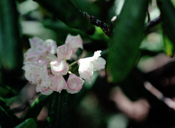 CX990717a23b.jpg (39443 oCg)