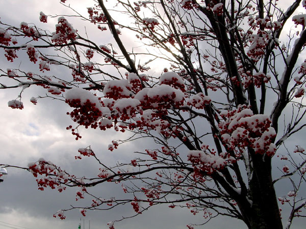 DSC00854By2001111.jpg (120300 oCg)